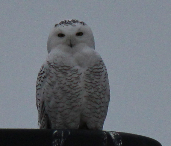 Snowy Owl Welland, Ontario Canada