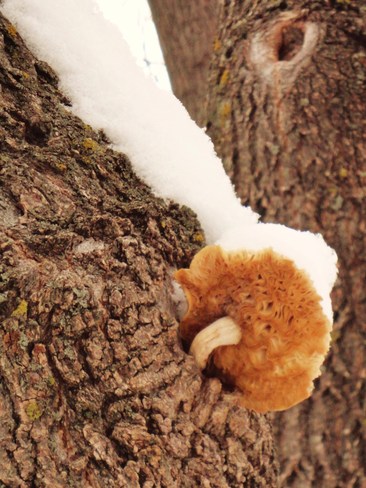 Cold little shroom! Arborg, Manitoba Canada