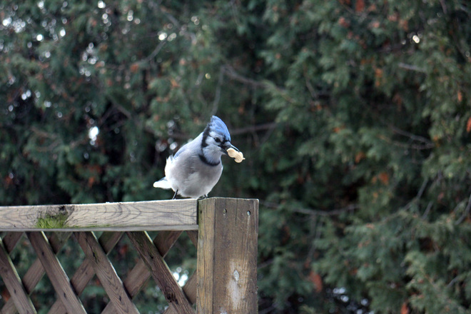 Blue Jay w/ Peanut North York, Ontario Canada