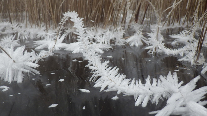 ice crystals on reeds Salmo, British Columbia Canada