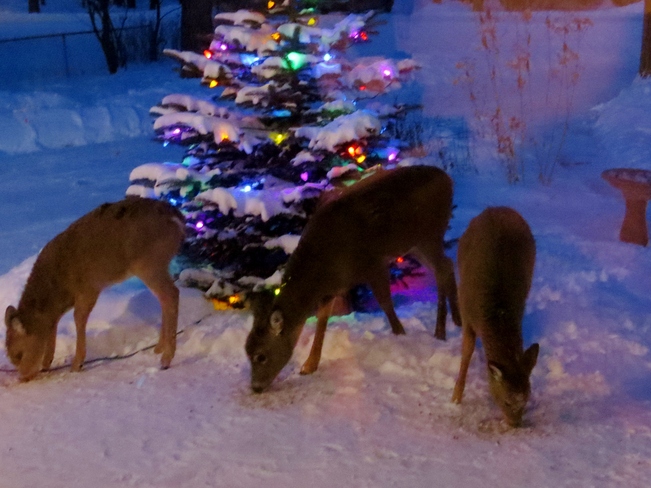 Deer and xmas tree Winnipeg, Manitoba Canada