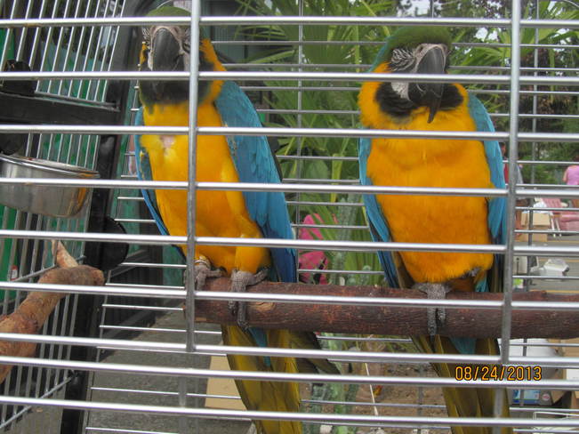 Parrots at the CinemaZoo Surrey, British Columbia Canada