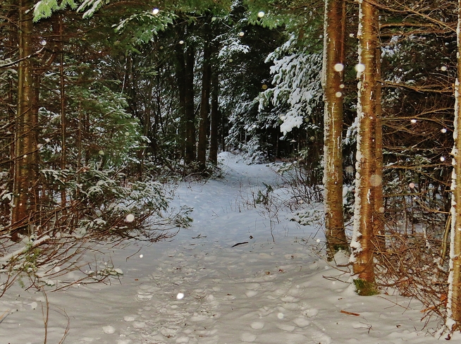 Trail through spruce covered winter wonderland. North Bay, Ontario Canada