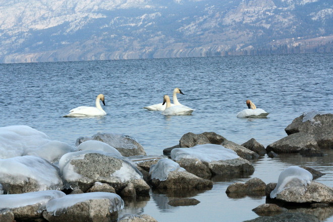 Swans Penticton, British Columbia Canada