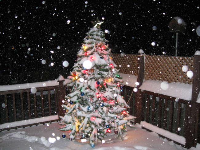 christmas tree on deck Simcoe, Ontario Canada
