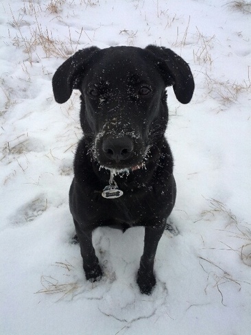 My dog loving the snow!! Mississauga, Ontario Canada