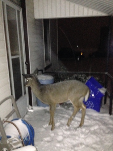 deer wants in Breslau, Ontario Canada