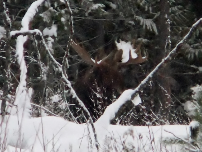 moose in snow Fauquier, British Columbia Canada