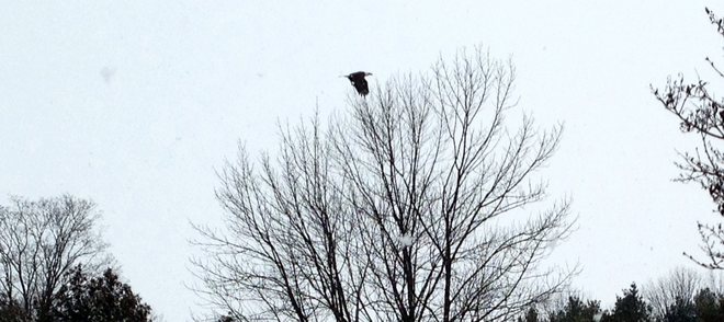 Bald Eagle on the Grand River Fergus, Ontario Canada