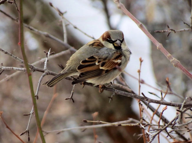The Sparrow Mississauga, Ontario Canada