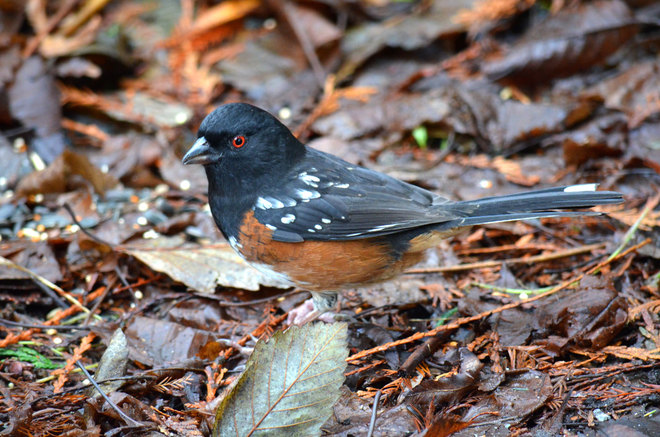 Spotted Towhee Vancouver, British Columbia Canada