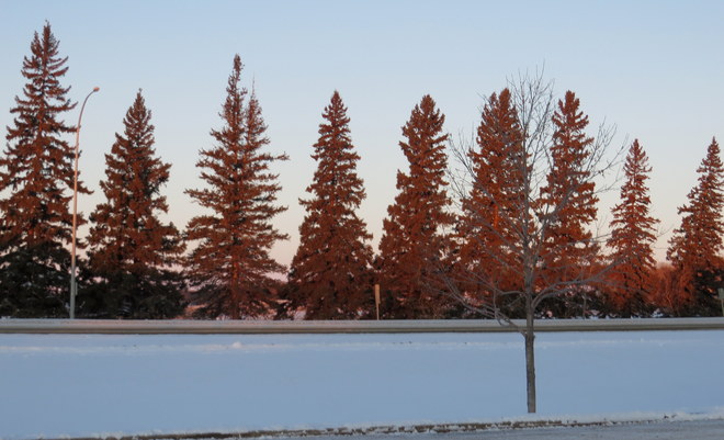 Sunrise Trees Brandon, Manitoba Canada