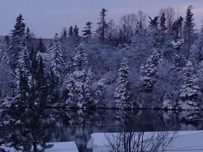 Snow coated trees. South Brook, Newfoundland and Labrador Canada