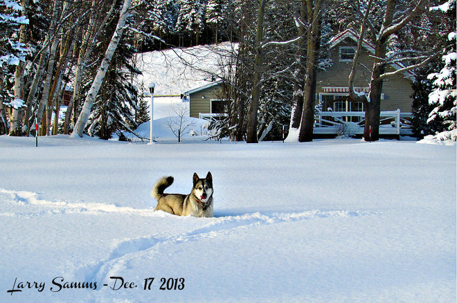 "Leka Enjoying The Snow" Springdale, Newfoundland and Labrador Canada