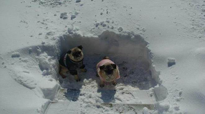 Pugs in snow Marmora, Ontario Canada