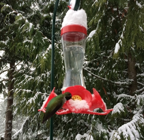 Winter Hummingbird West Vancouver, British Columbia Canada
