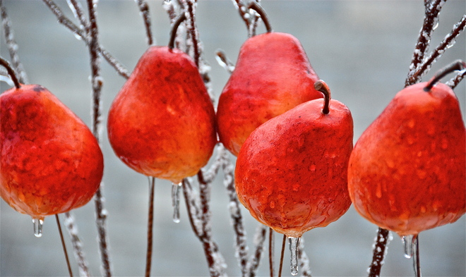 Iced Pears Unionville, Ontario Canada