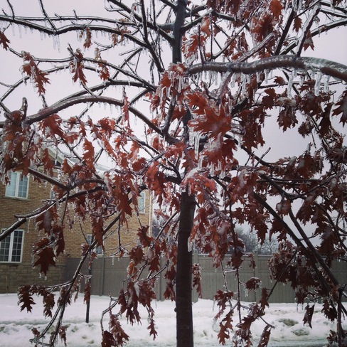 Tree in ice. Brampton, Ontario Canada