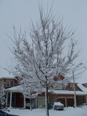 snow + tree = beauty Nepean, Ontario Canada