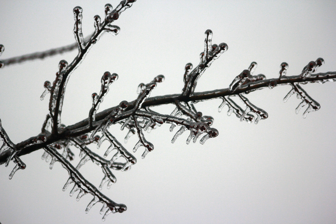 Icy branches Oakville, Ontario Canada