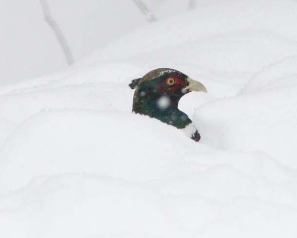 Male pheasant in deep snow Moncton, New Brunswick Canada