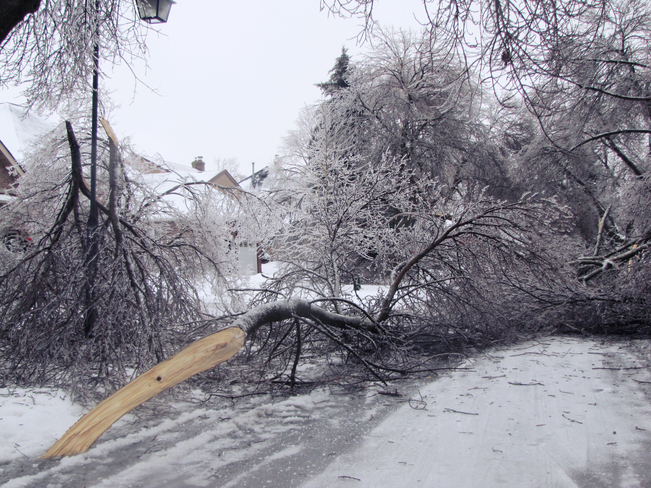 Street blocked by frozen trees Markham, Ontario Canada