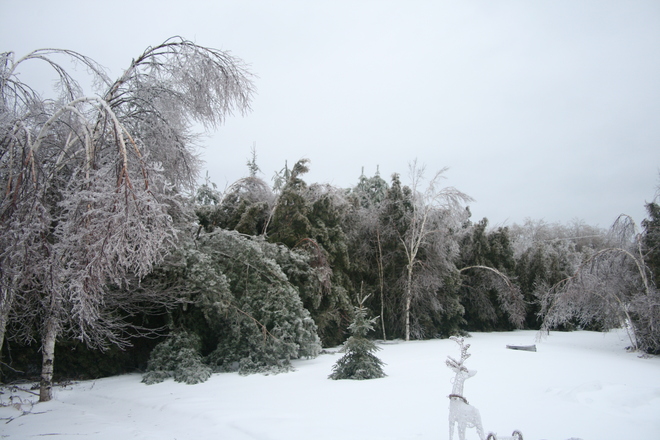 Ice Storm Dec 2013 Colborne, Ontario Canada