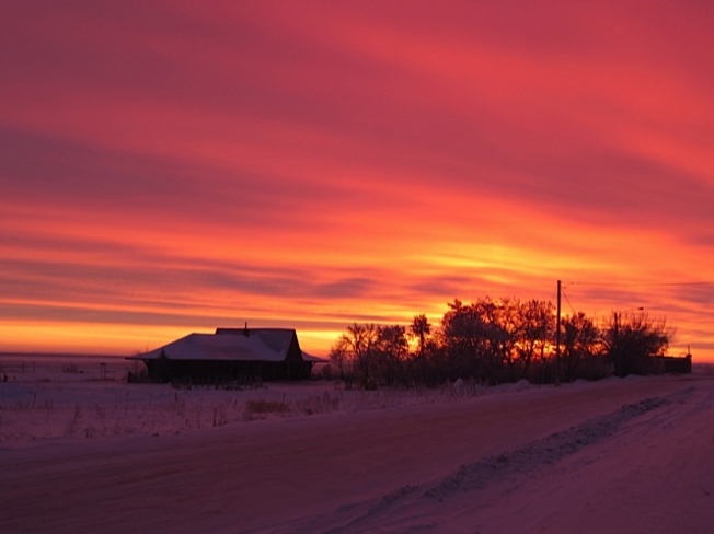 Amaranth Pink Kerrobert, Saskatchewan Canada