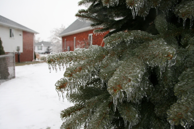 Icy Evergreen Brantford, Ontario Canada