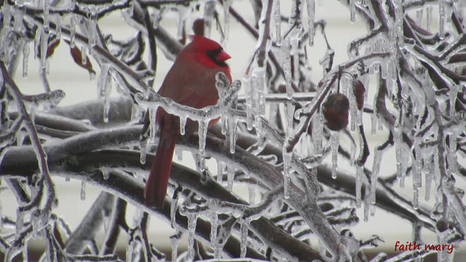 Cardinal On Ice! Stoney Creek, Ontario Canada