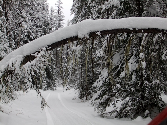 tree arch on snowy road Fauquier, British Columbia Canada