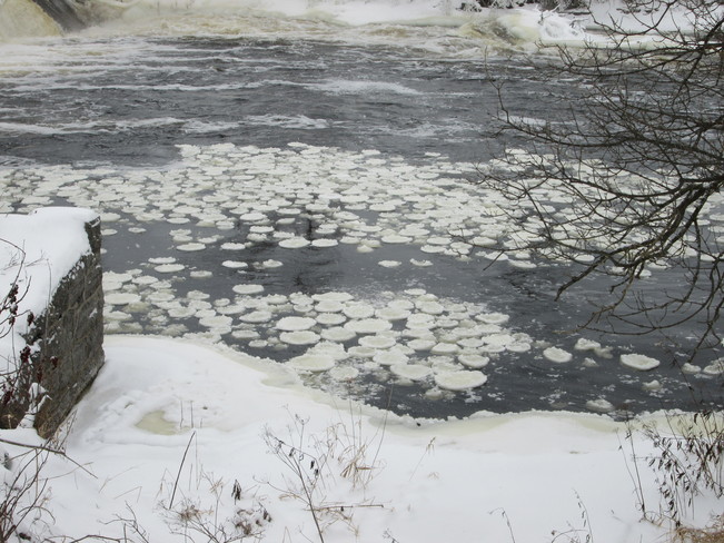 ice lilly pads Latta, Ontario Canada