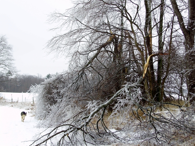 Tree Destroyed by Ice Cambridge, Ontario Canada