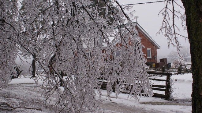 icy trees Dundas, Ontario Canada