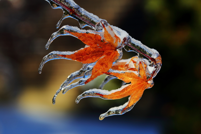 Two Dancing Ice leaves 