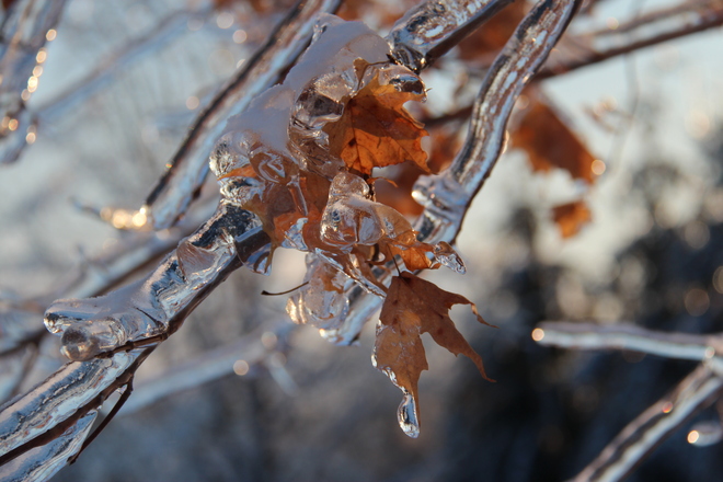 Icy Branch Brampton, Ontario Canada