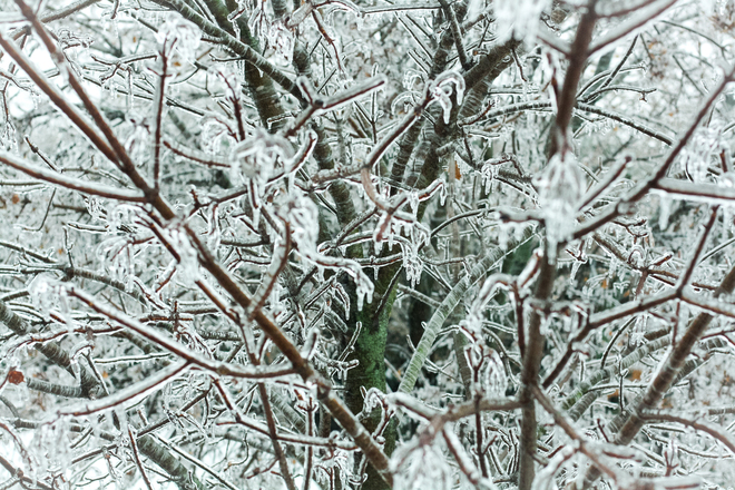 Ice Storm on Tree St. George, Ontario Canada