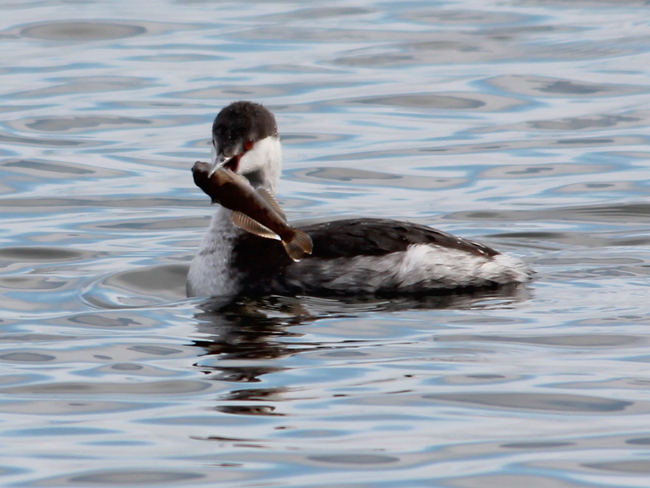 Horned Grebe with lunch! Fergus, Ontario Canada