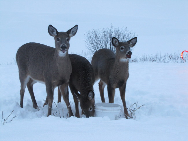 Deer Eating Apples Sherbrooke, Nova Scotia Canada