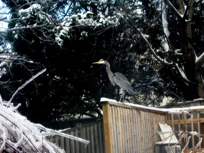 Bird in wacky weather Oshawa, Ontario Canada