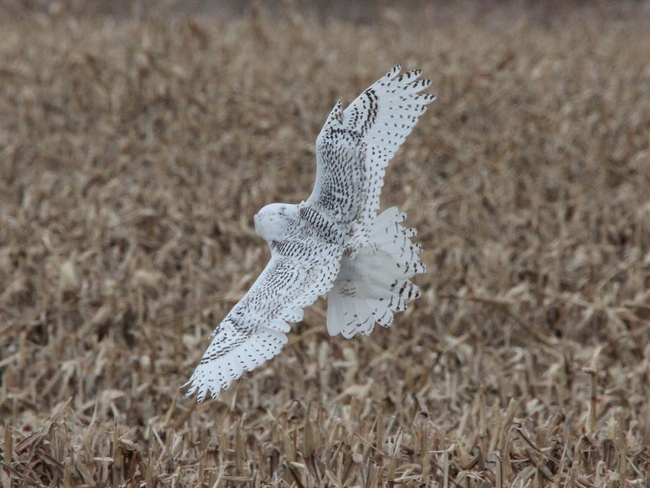 Snowy Owl in flight St. Catharines, Ontario Canada