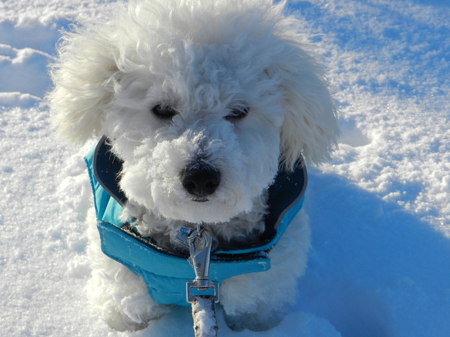 Winter Dog Barrie, Ontario Canada