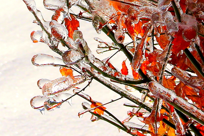 Icy Leave Brampton, Ontario Canada