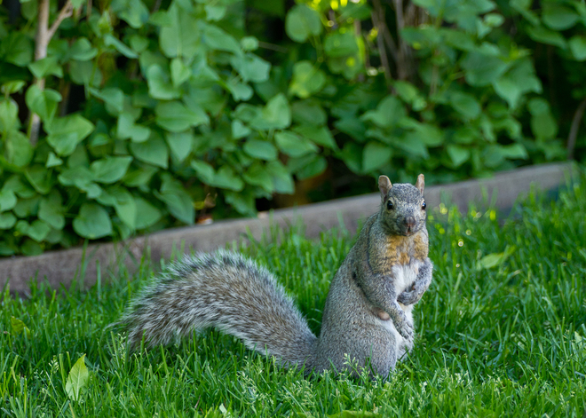 Squirrel in yard Montréal, Quebec Canada