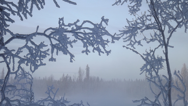 Winter river mist on tree branches La Ronge, Saskatchewan Canada