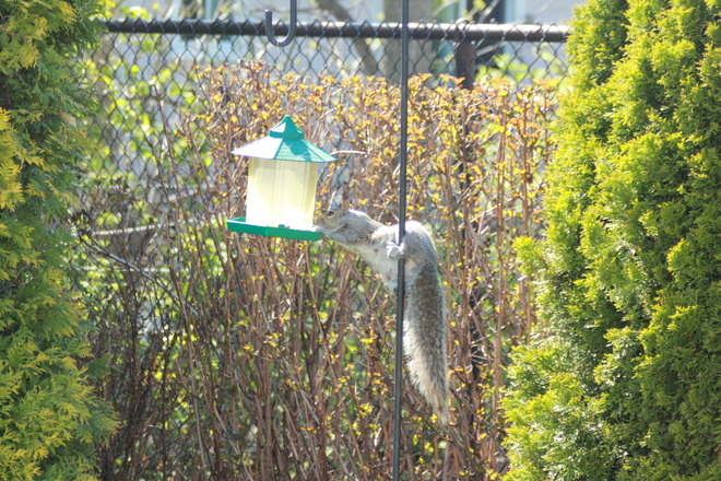Squirrel at bird feeder Montréal, Quebec Canada
