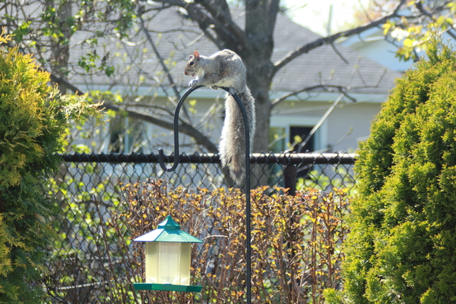 Squirrel on bird feeder Montréal, Quebec Canada