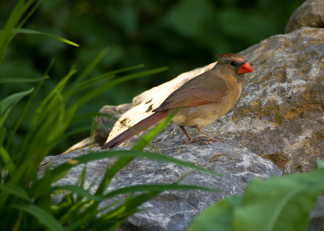 Female red cardinal Montréal, Quebec Canada