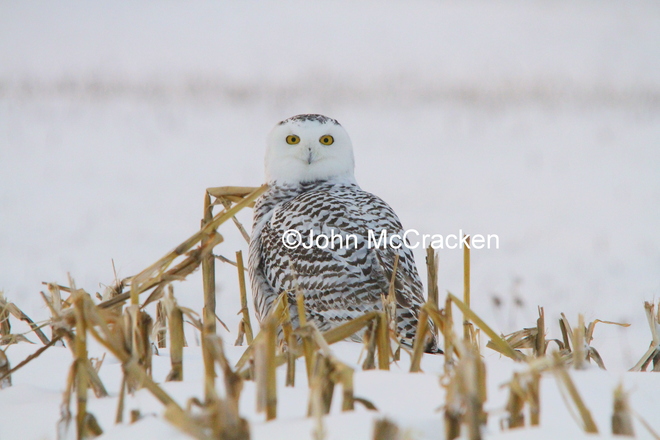 Curious Snowy Owl London, Ontario Canada