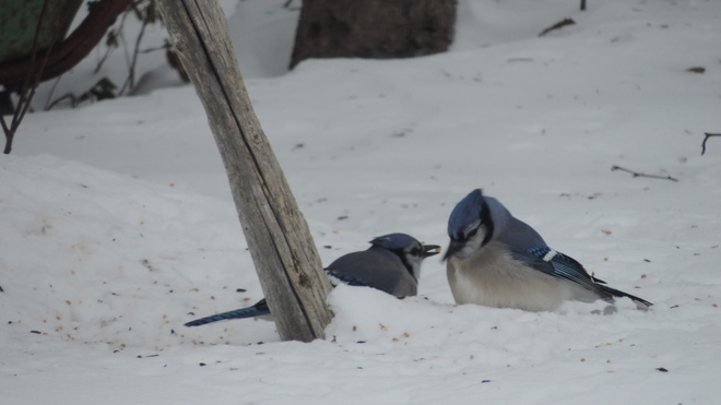 Blue Jays Springdale, Newfoundland and Labrador Canada
